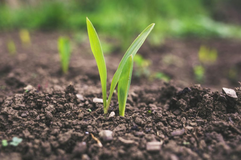 Young green plant sprouting from the soil